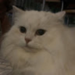 Meet your Posher, Yuna